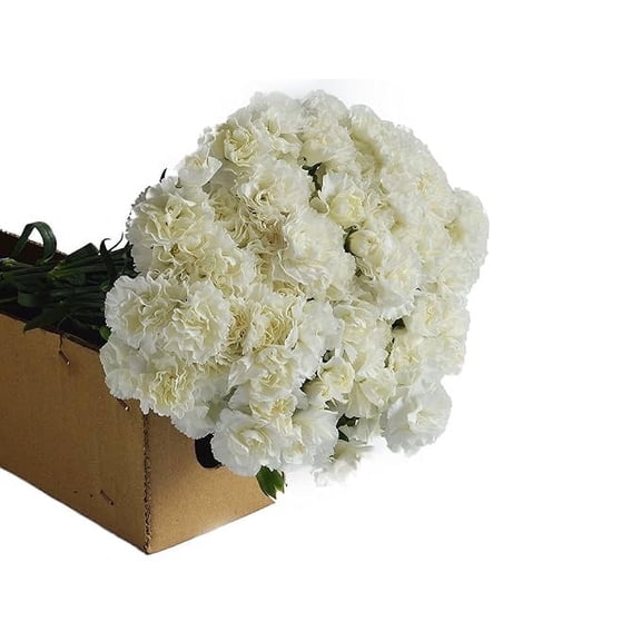 Kabloom Fresh White Carnations, Bulk Cut Flowers, Next-Day Delivery
