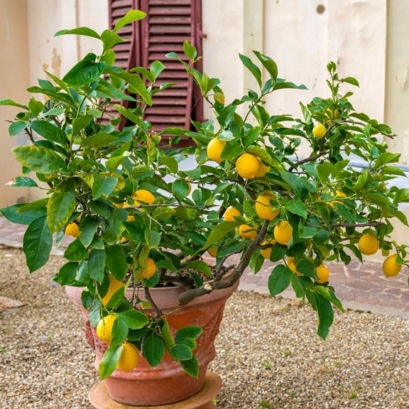 KaBloom - Improved Meyer Lemon Bush - 1 Gallon / 2-Pack Cannot ship AL, AZ, CA, FL, GA, LA, OR, TX