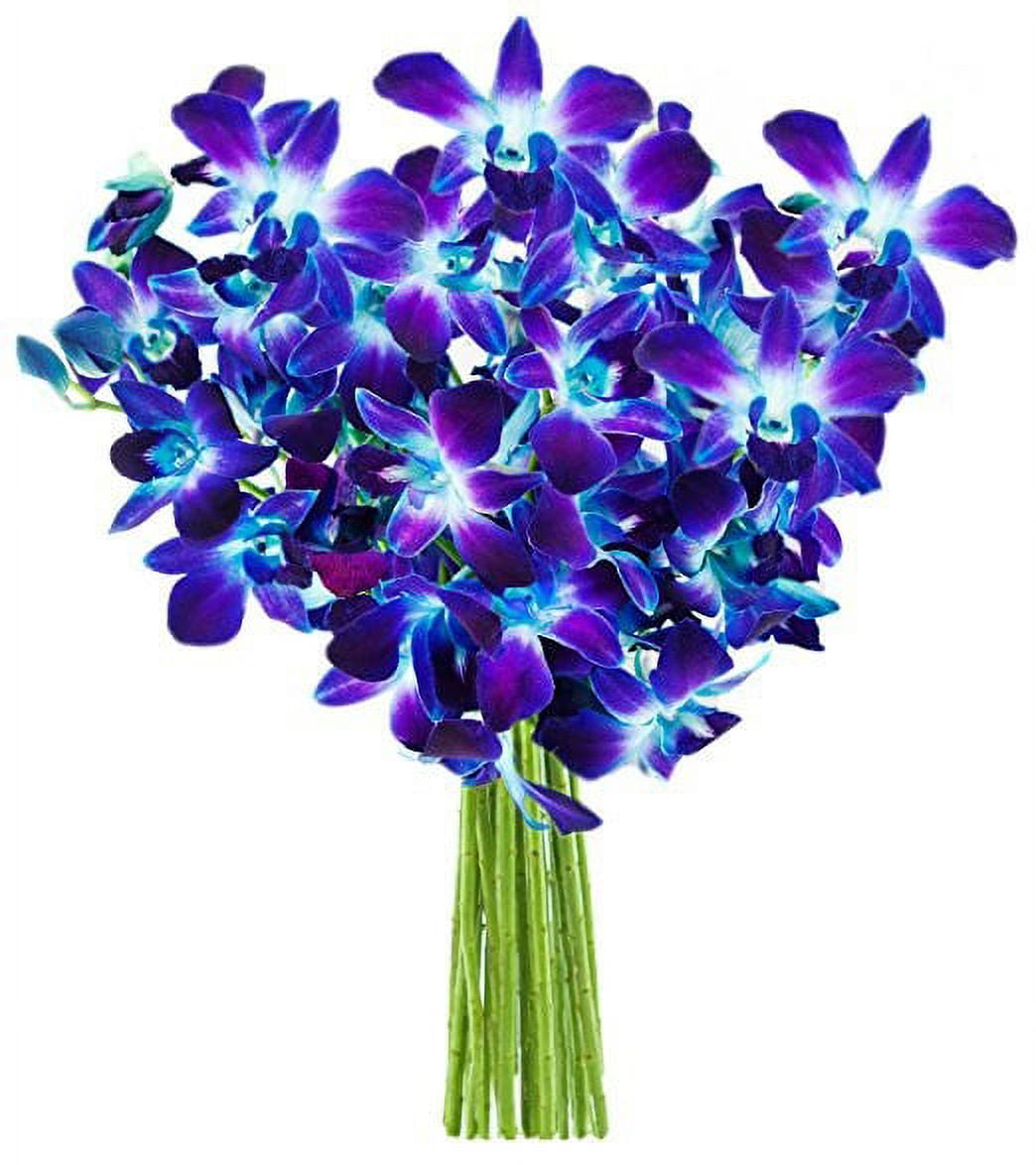 KaBloom: Bouquet of 10 Blue Dendrobium Orchids - Fresh Flowers for