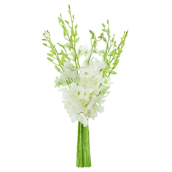 KaBloom : Bouquet of Fresh 10 White Orchids, Next-Day Delivery, Gift for Every Occasion.