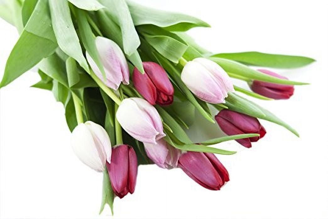 KaBloom : Bouquet of Fresh 5 Red Tulips, 5 Pink Tulips, Next-Day Delivery, Gift for all occasions