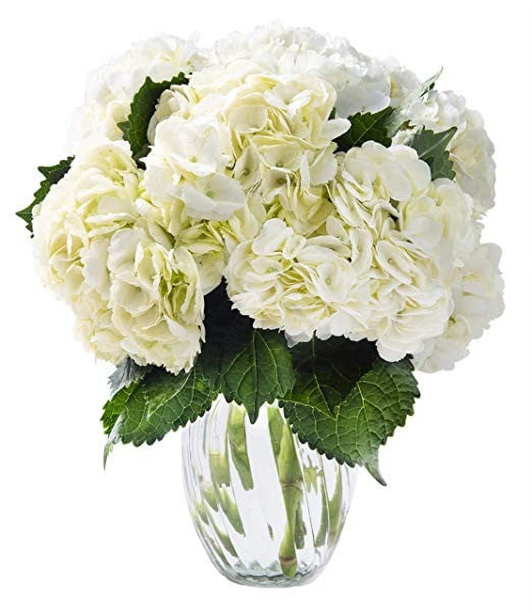 KaBloom : Bouquet of Fresh 5 White Hydrageas, Next-Day Delivery, Gift for all occasions