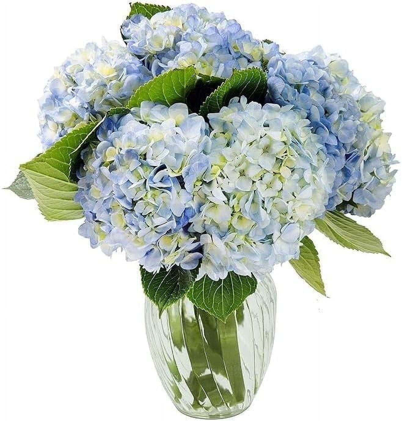 KaBloom : Bouquet of Fresh 6 Blue Hydrangeas with Vase, Next-Day Delivery, Gift for All Occasions
