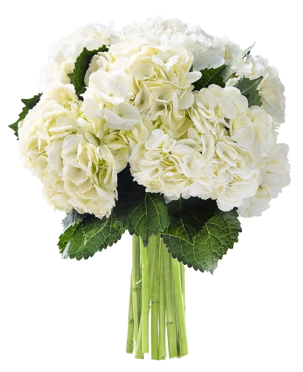 KaBloom : Bouquet of Fresh 6 White Hydrangeas, Next-Day Delivery, Gift for Every Occasion.