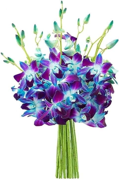 KaBloom : Bouquet of Fresh Blue Orchids, Next-Day Delivery, Gift for Every Occasion.