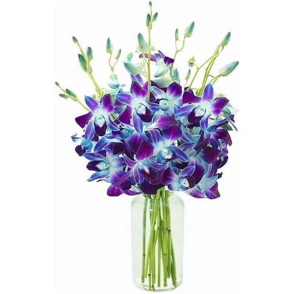 Kabloom Flowers - Handpicked Fresh Blue Orchids Cut Flowers with Vase