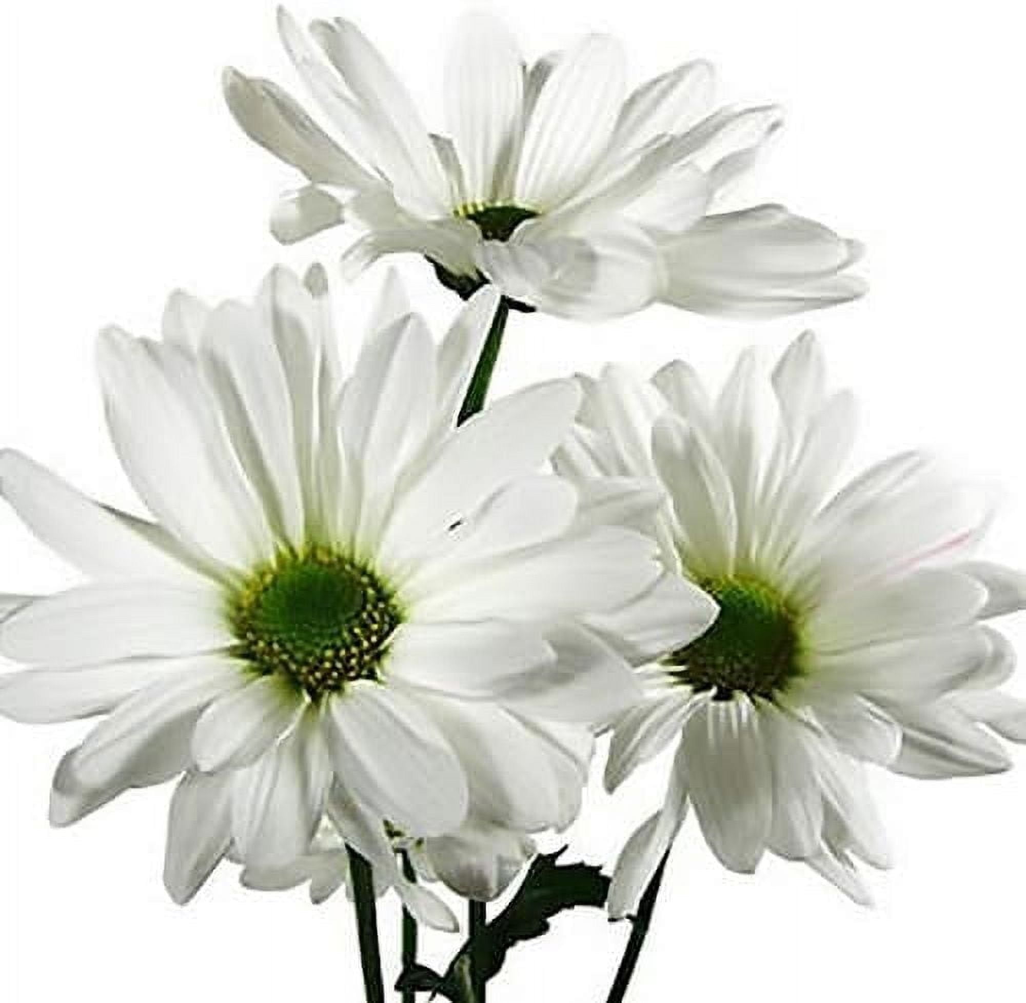 KaBloom : Bouquet of Fresh White Pom Pom Daisies, Next-Day Delivery ...