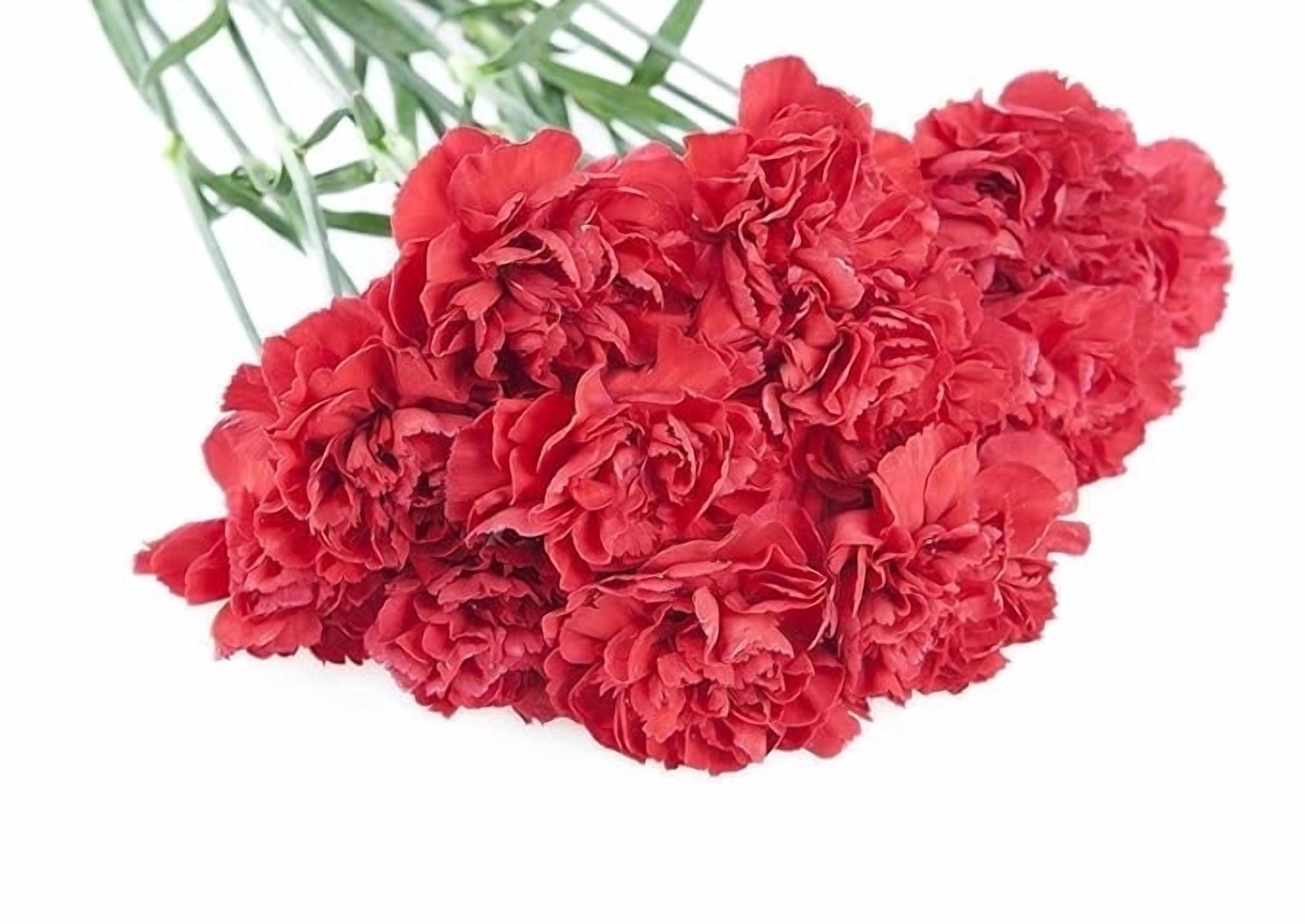 KaBloom : Fall Collection-Bouquet of 12 Red Carnations, Next-Day ...