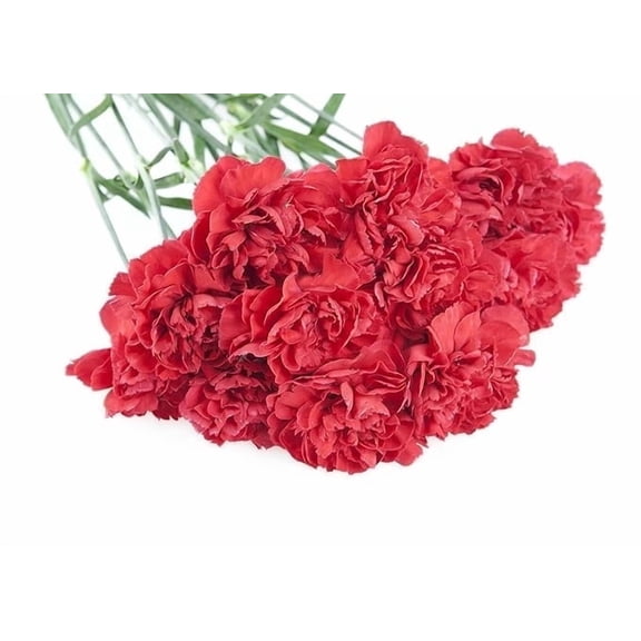 KaBloom : Fall Collection-Bouquet of 12 Red Carnations, Next-Day Delivery, Gift of Fresh Flowers for Every Occasion.