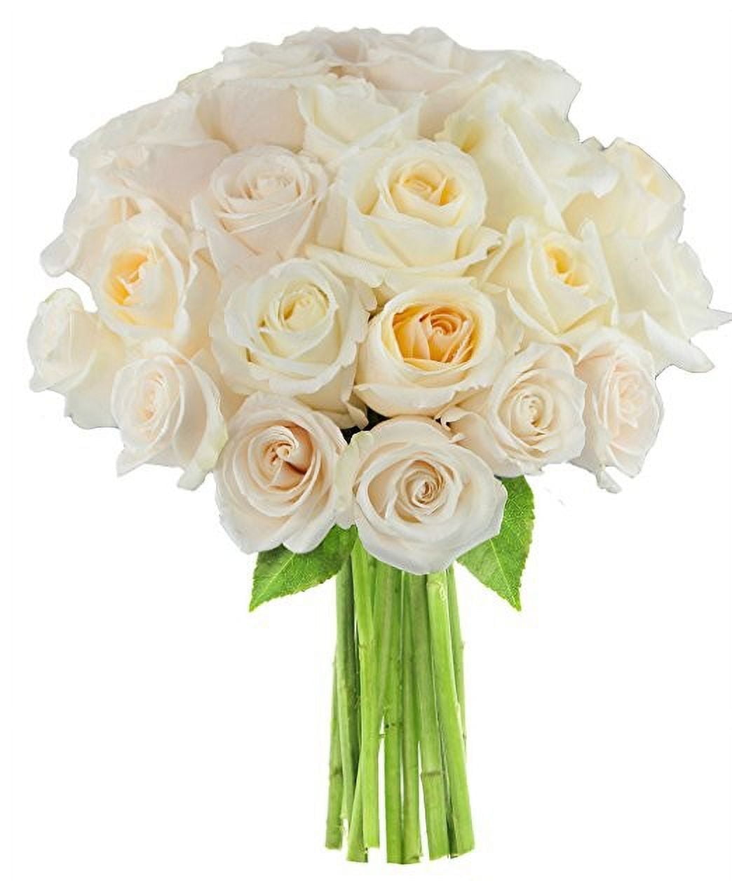 KaBloom: Fall Collection- Bouquet of Fresh 12 White Roses, Next-Day Delivery, Gift for all occasions
