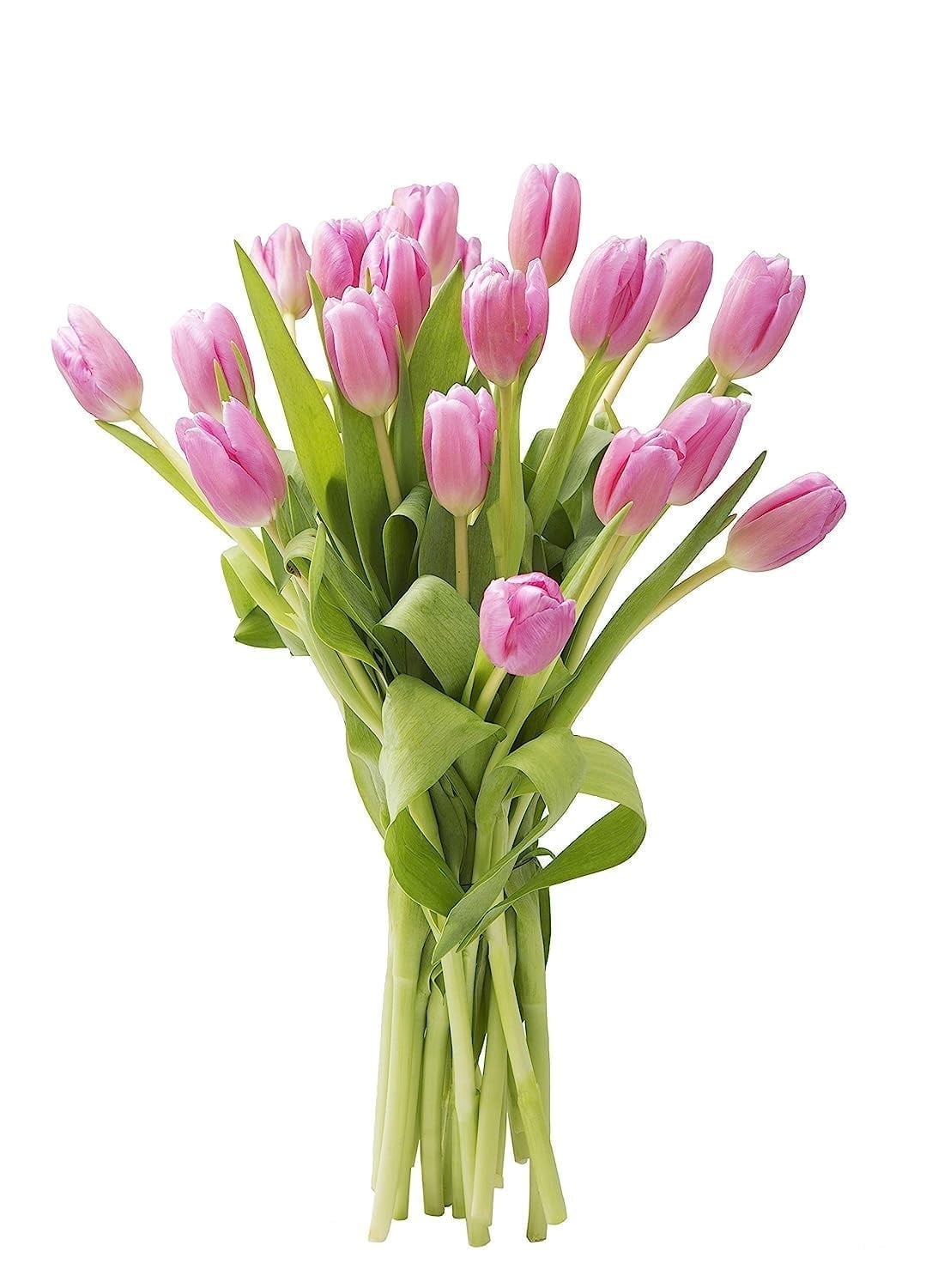 KaBloom: Fall Collection-Bouquet of Fresh Cut Flower 30 Pink Tulips,Next-Day Delivery, Gift of Fresh Flowers for Every Occasion.