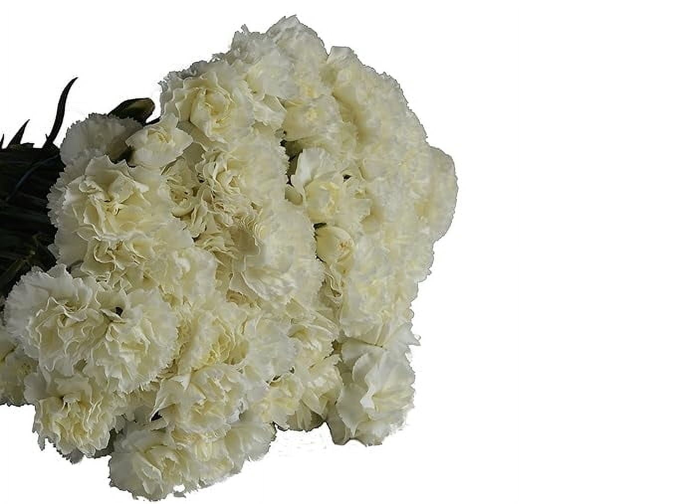 KaBloom: Fall Collection-Bulk 100 White Carnation,Next-Day Delivery, Gift of Fresh Flowers for Every Occasion.