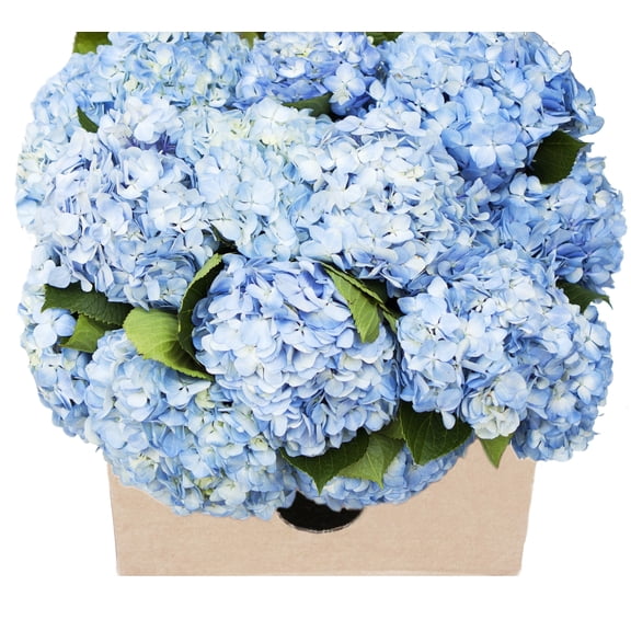 KaBloom: Fall Collection-Bulk 15 Blue Hydrangeas,Next-Day Delivery, Gift of Fresh Flowers for Every Occasion.