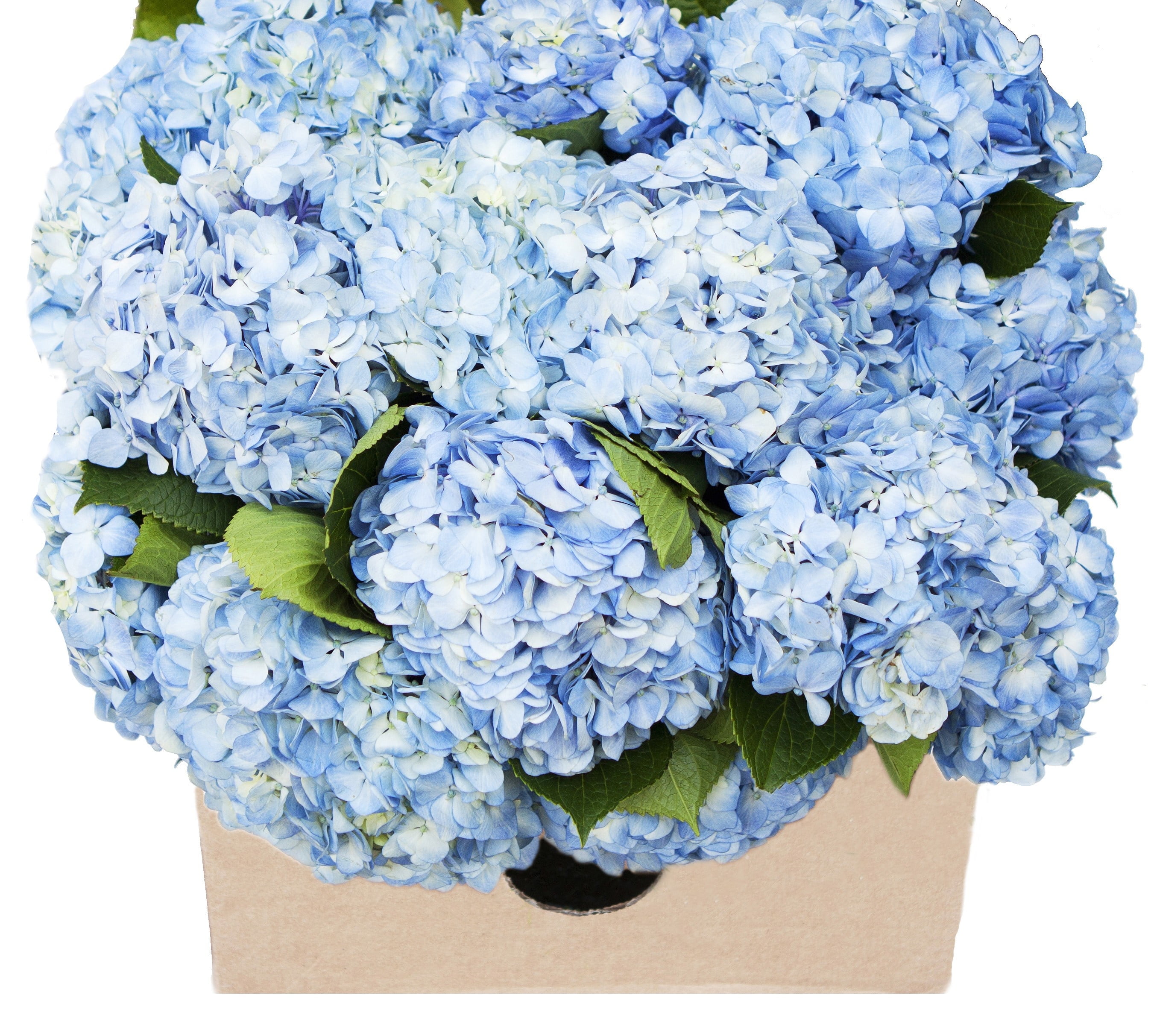 KaBloom: Fall Collection-Bulk 15 Blue Hydrangeas,Next-Day Delivery, Gift of Fresh Flowers for Every Occasion.