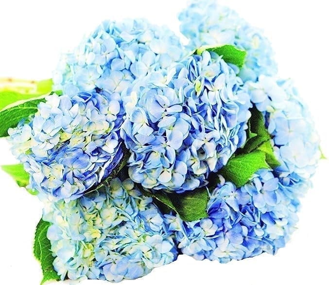KaBloom : Fall Collection - Bulk 15 Blue Hydrangeas, Next-Day Delivery, Gift of Fresh Flowers for Every Occasion.