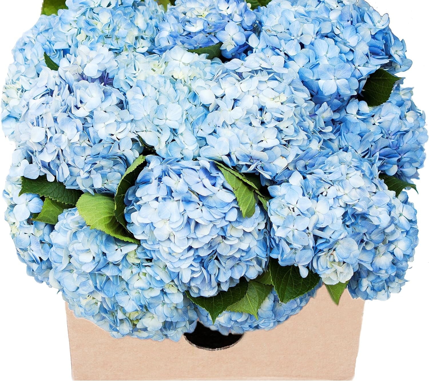 KaBloom : Fall Collection - Bulk 30 Blue Hydrangeas , Next-Day Delivery, Gift of Fresh Flowers for Every Occasion.