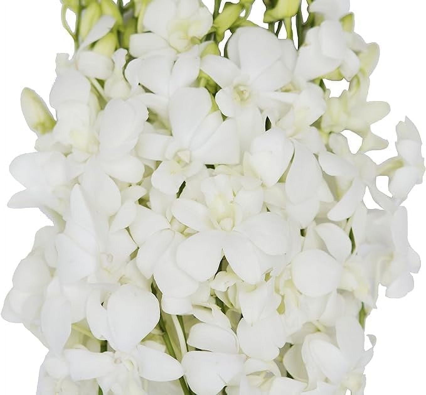 Classic Fresh 40 White Dendrobium Orchids from Thailand