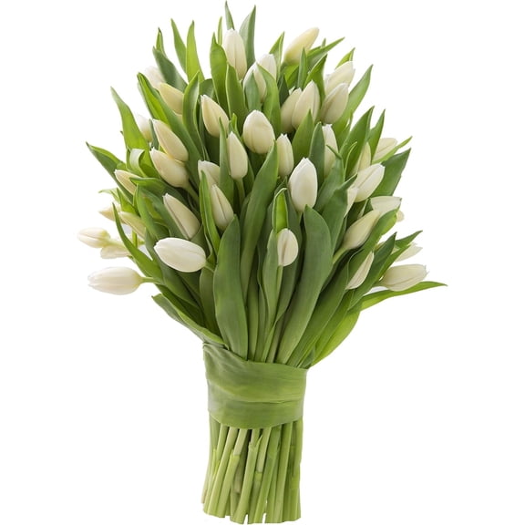 KaBloom : 50 White Tulips, Next-Day Delivery, Gift for Every Occasion.