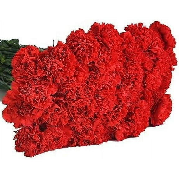 KaBloom: Fall Collection-Bulk 75 Red Carnation,Next-Day Delivery, Gift of Fresh Flowers for Every Occasion.
