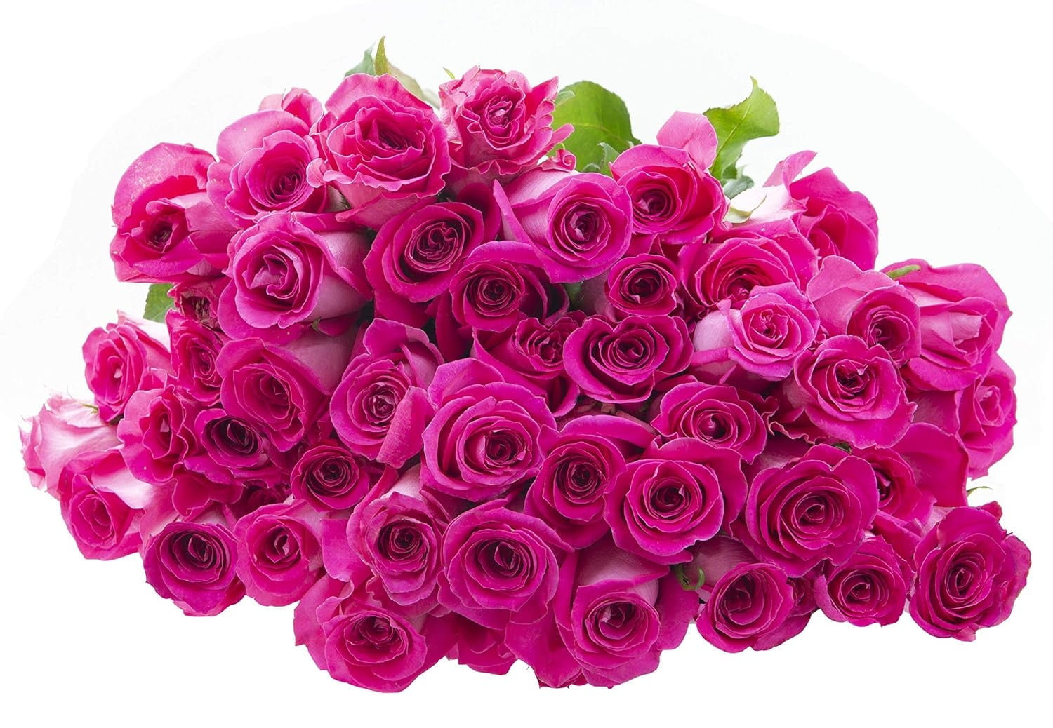 KaBloom: Fall Collection- Bulk50 Hot Pink Roses,Next-Day Delivery, Gift of Fresh Flowers for Every Occasion.