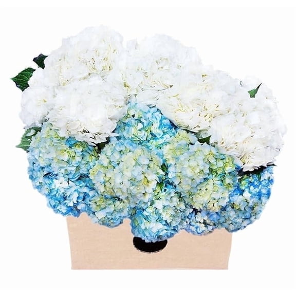 KaBloom : Fall Collections-Bulk 15 Blue and White Hydrangeas