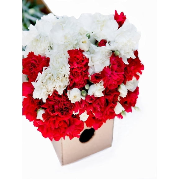KaBloom : Fall Collections-Bulk 75 Red and White Carnation