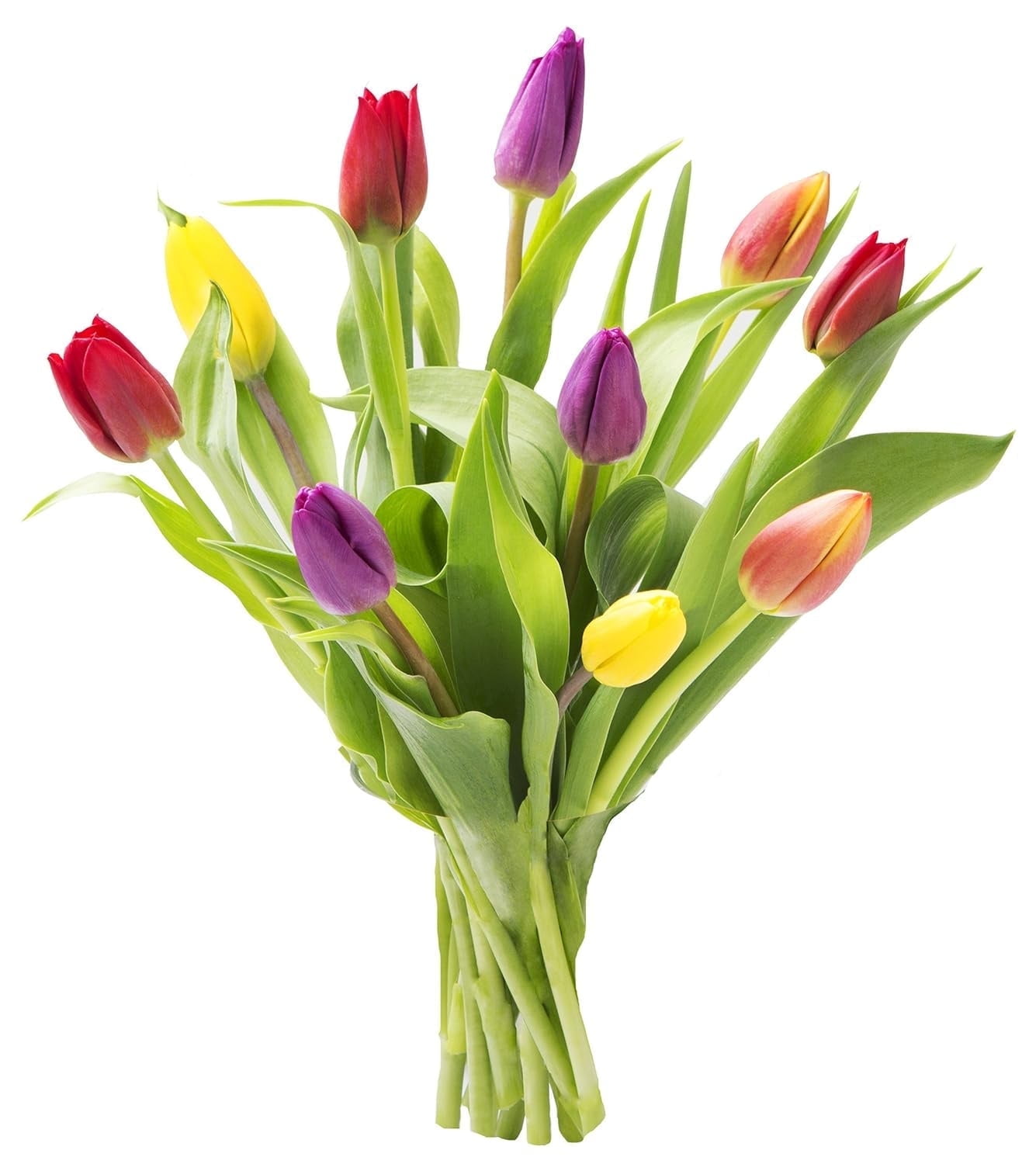 KaBloom Fresh Cut Flower, 10 Assorted Tulips, Without Vase, Fragrant, Gift for all occasions
