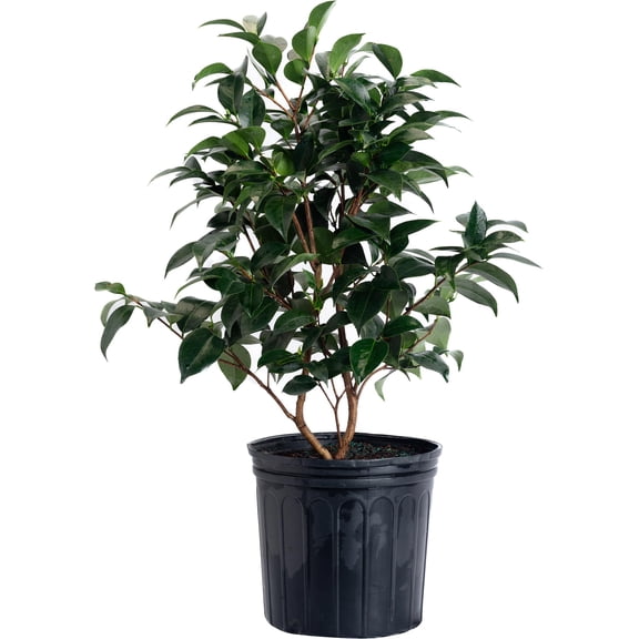 KaBloom - Jack Camellia - 3 Gallon Cannot ship AZ, OR