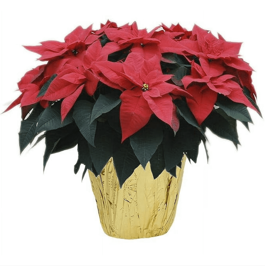 KaBloom: Live Red Poinsettia Plant, 15 Inches Tall, Next-Day Delivery Live Plant