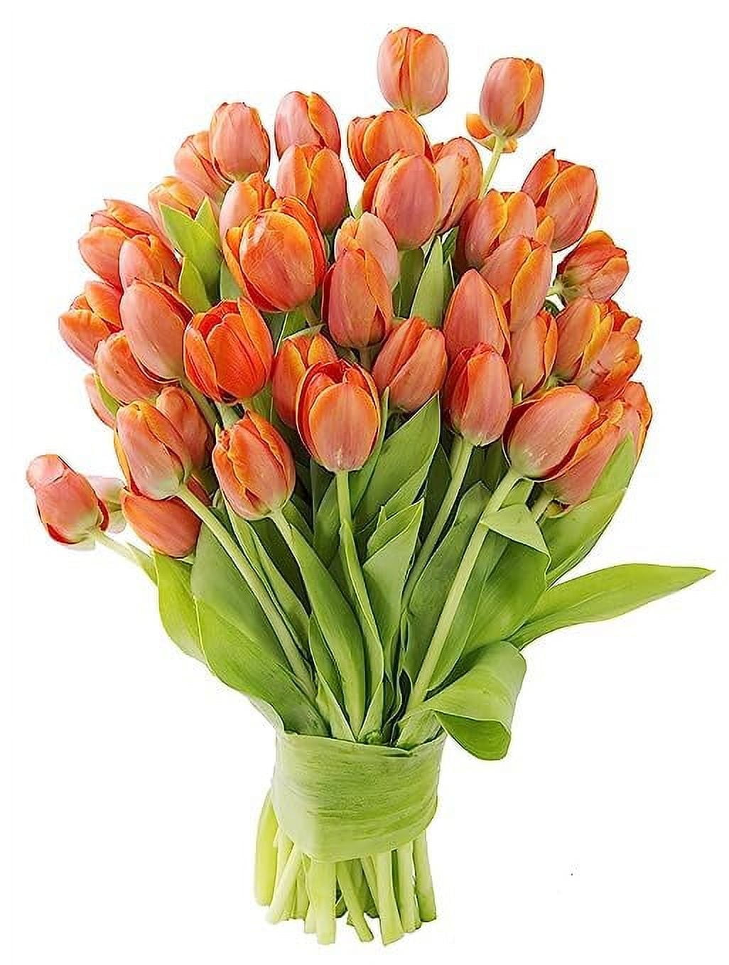 KaBloom OVERNIGHT DELIVERY - - 50 Orange Tulips - Wholesale Fresh Flowers I Gift for Birthday, Anniversary, Thank You, Mothers Day Fresh Flowers.