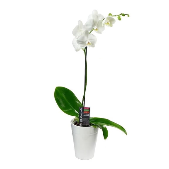 KaBloom : One Phalaenopsis Orchid Plant White (1 ) in a 5-inch Pot, Next-Day Delivery.