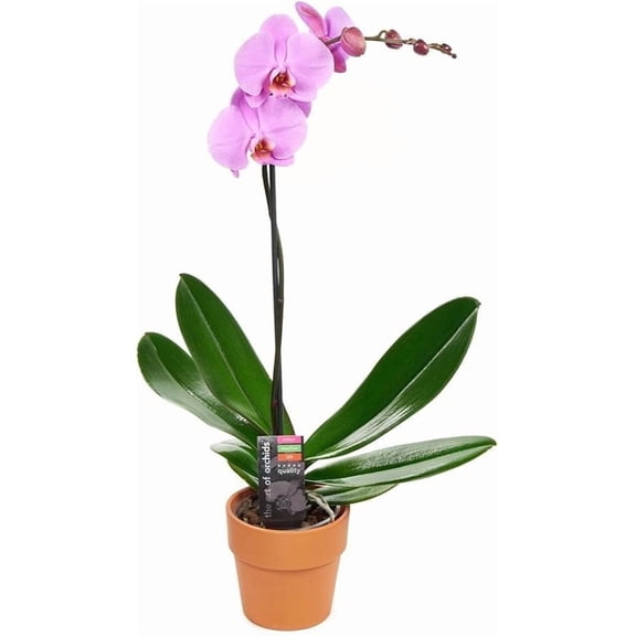 KaBloom : One Phalaenopsis Purple Orchid Plant (1 ) in a 5-inch Pot, Next-Day Delivery.