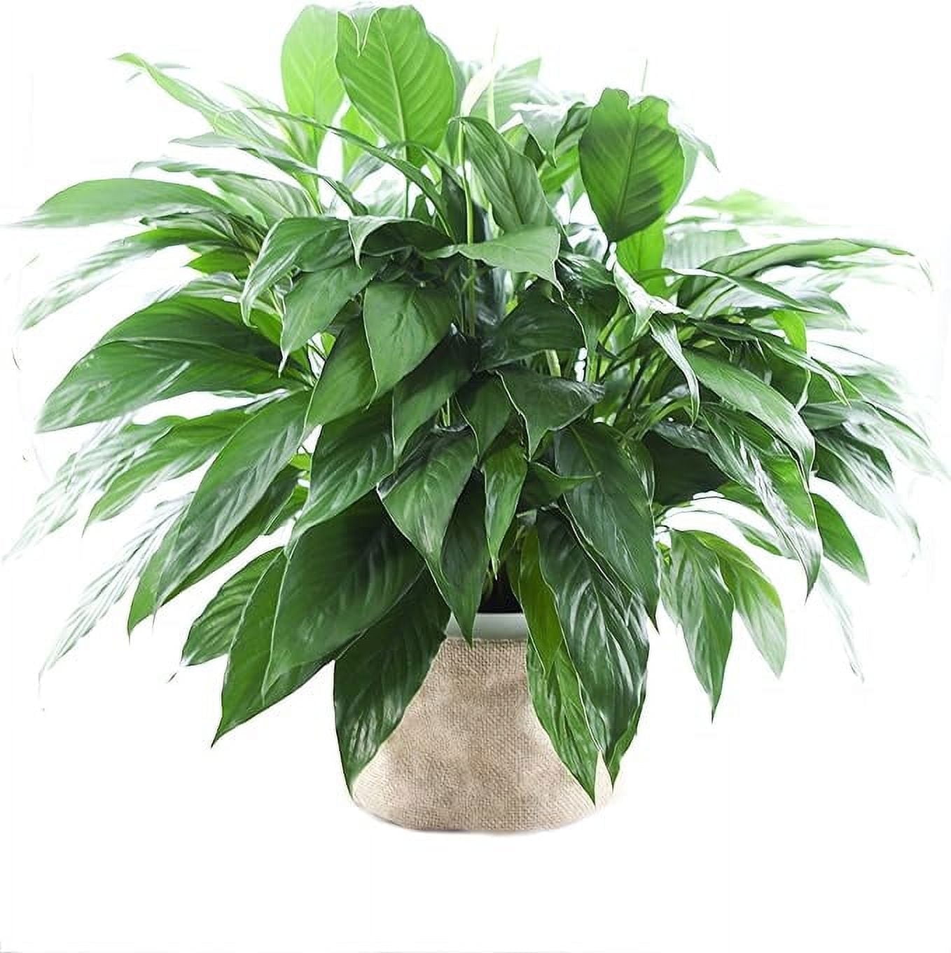 KaBloom : Peace Lily Plant in 6" pot Plant , Next-Day Delivery, Gift for Every Occasion.
