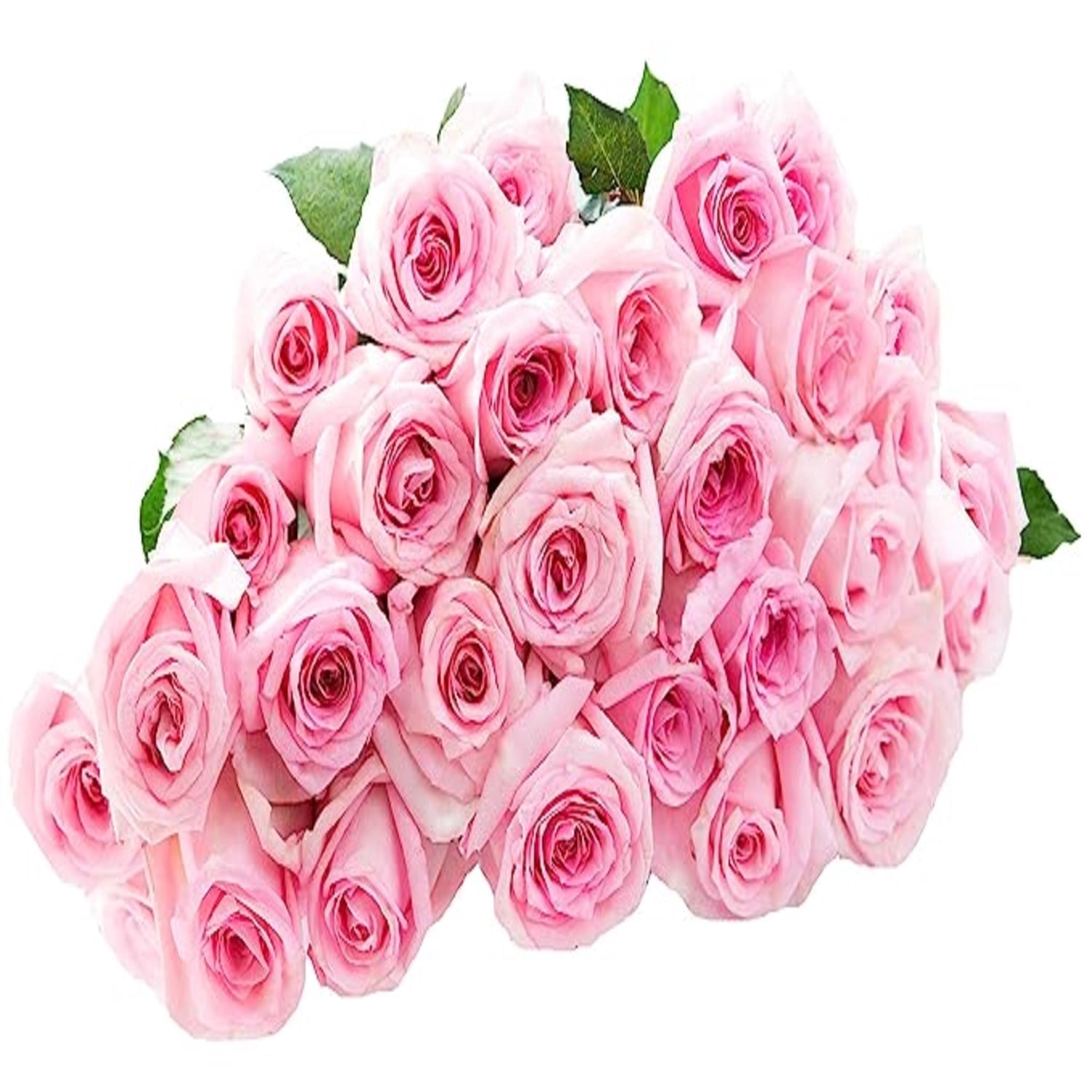 KaBloom : Pink Roses (Two Dozen) Without Vase, Next-Day Delivery, Gift ...