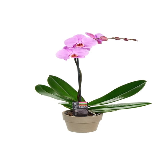 KaBloom : Purple Phalaenopsis Orchid Plant (18-24 Inches Tall) (1 Stem) in 5 Inch Ceramic Pot.