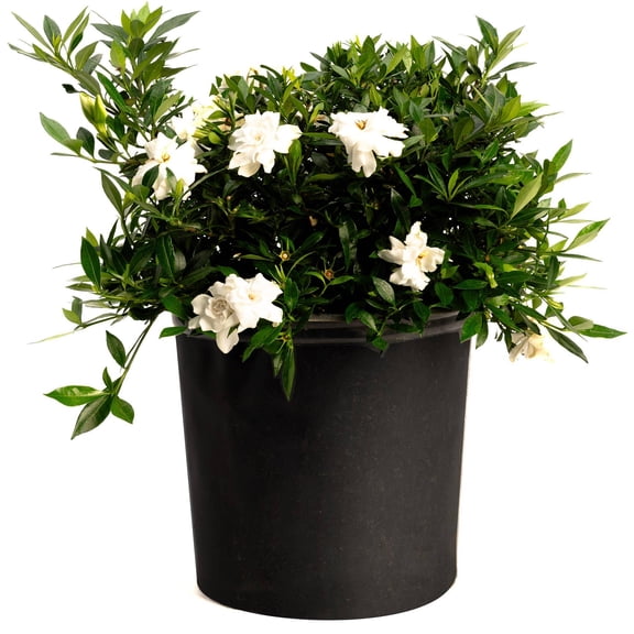 KaBloom - Radicans Gardenia - 3 Gallon Cannot ship AZ, OR