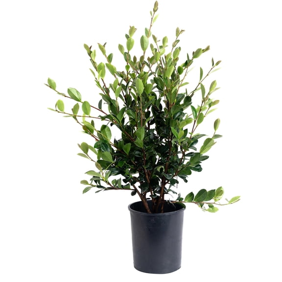 KaBloom - Yuletide Camellia - 1 Gallon Cannot ship AZ, OR