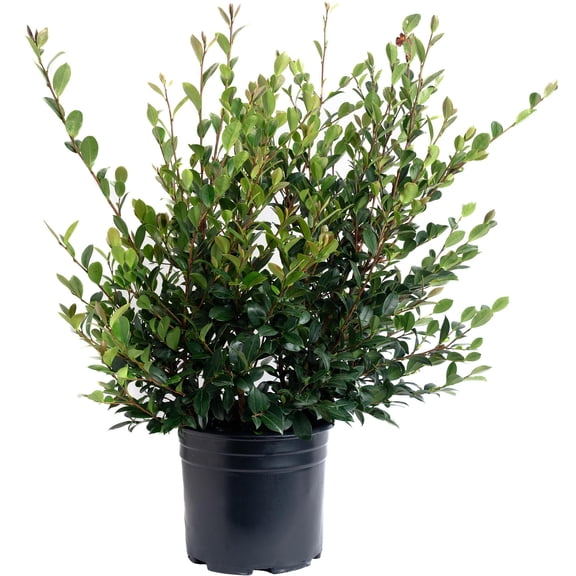 KaBloom - Yuletide Camellia - 3 Gallon Cannot ship AZ, OR
