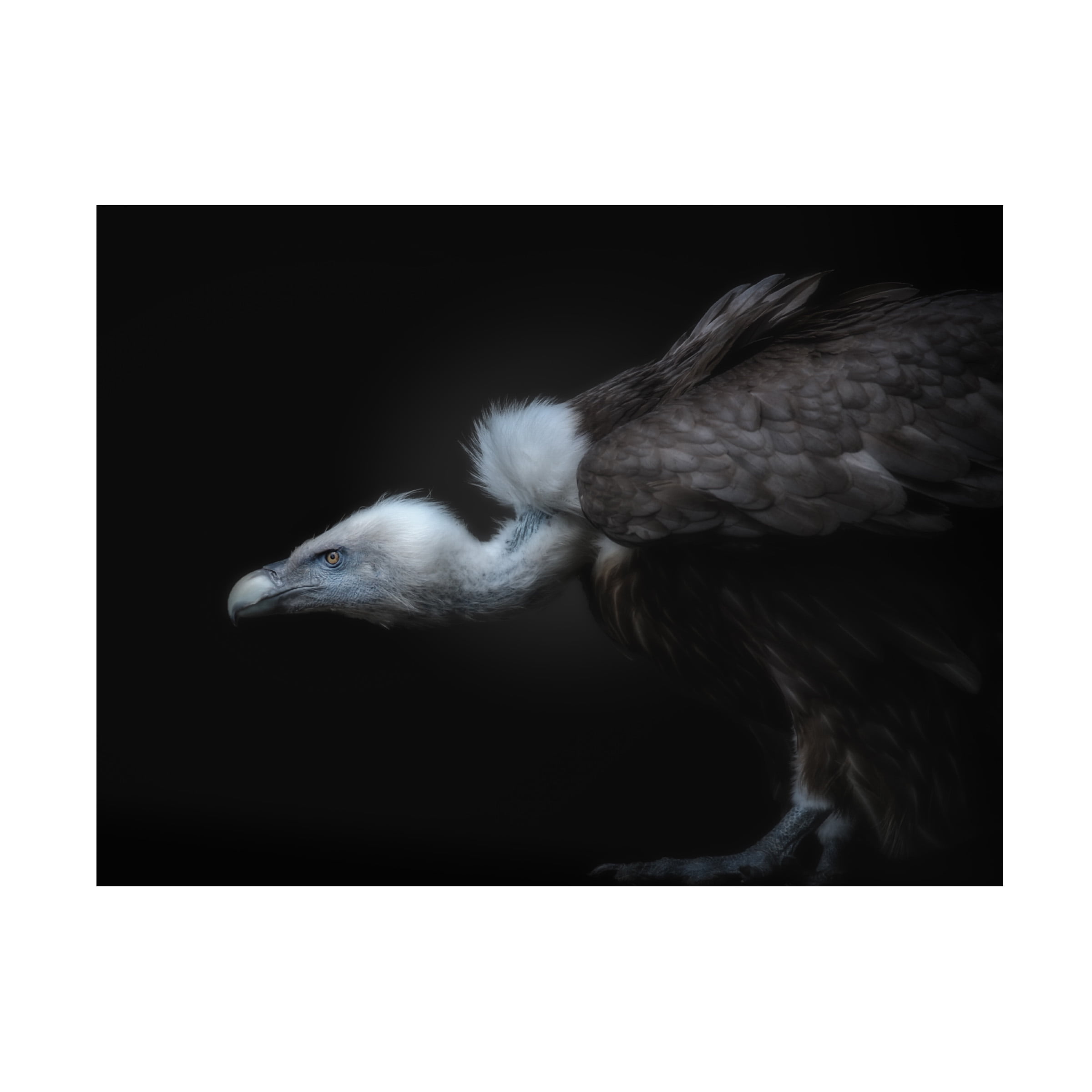 KaMerA 'Targeted' Canvas Art