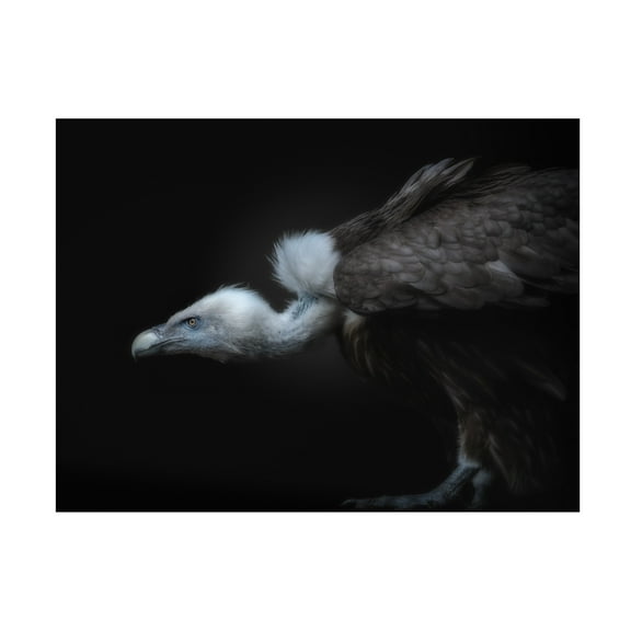 KaMerA 'Targeted' Canvas Art