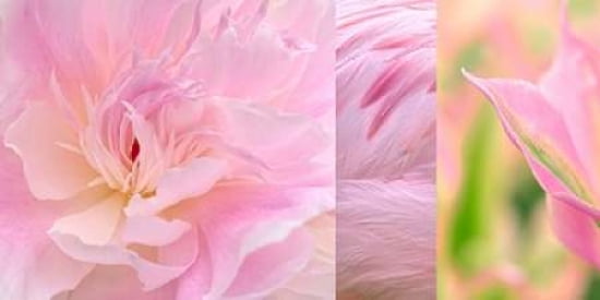 Kaart Collage III Canvas Art - Cora Niele (10 x 20)