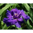 thumbnail image 1 of Kaboom Siberian Iris - 4" Pot, 1 of 1