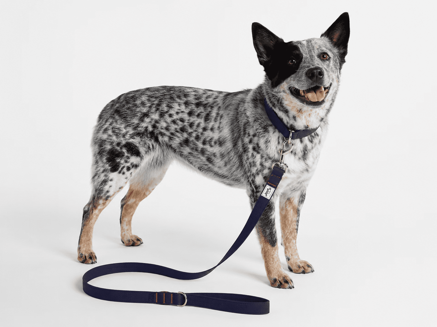 Kacey Lee® Denim Standard Dog Leash, Blue, 6 ft