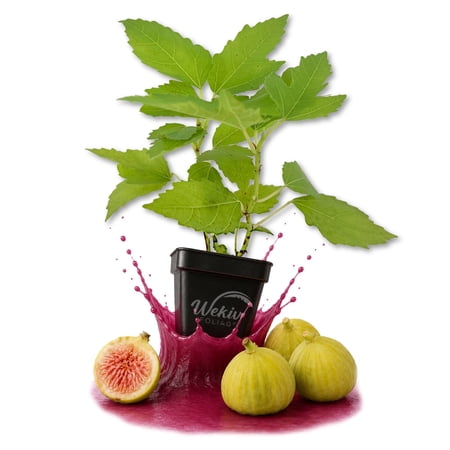 Kadota Fig Tree - 1 Live Plant in a 3 Inch Growers Pot - Ficus Carica - Edible Fruit Tree for The Patio and Garden
