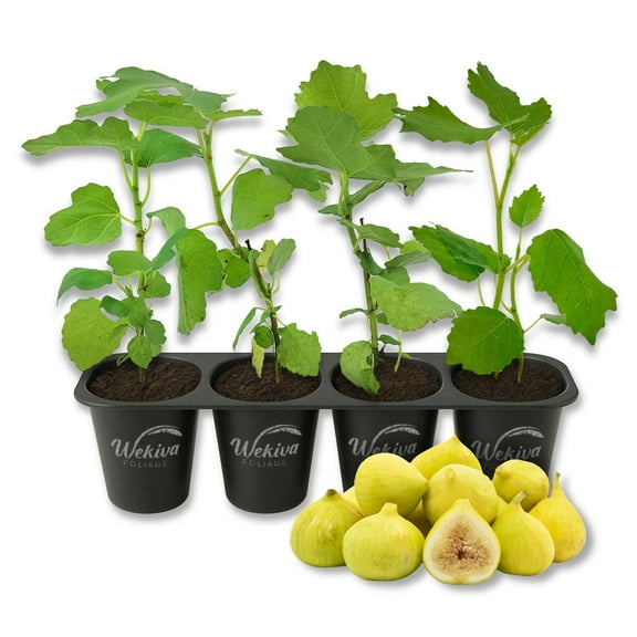 Kadota Fig Tree - 4 Live Starter Plants - Ficus Carica - Edible Fruit Tree for The Patio and Garden
