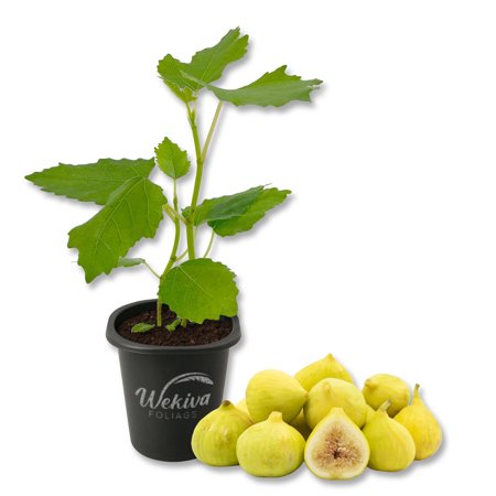 Kadota Fig Tree - 1 Live Starter Plant - Ficus Carica - Edible Fruit Tree for The Patio and Garden