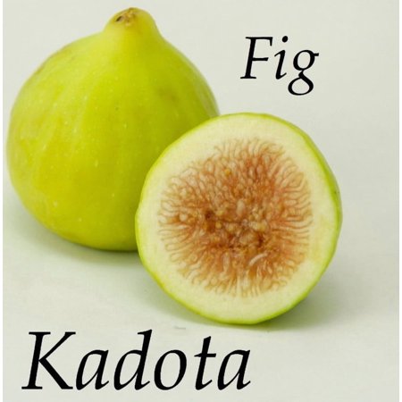 Kadota Fig Tree Plant 4-8" Tall for Planting - Ficus Carica 'Kadota' - White Kadota Fig Tree - Cold Hardy Fig Tree - Sweet Fruit Tree