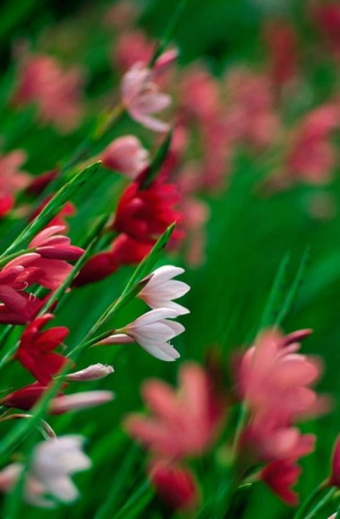Kaffir Lily Flowers In Bloom Canvas Art - Panoramic Images (12 x 19)