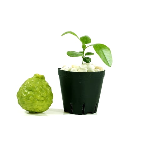 Kaffir Lime Tree Starter Plant. Citrus Hystrix. Makrut Lime. 3” - 5”