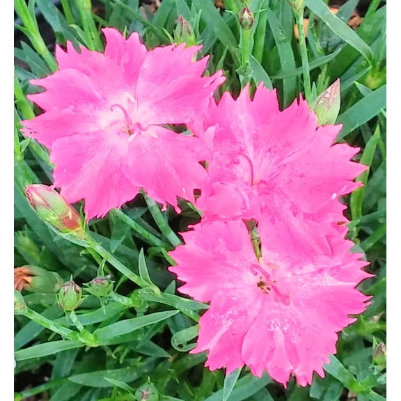 Kahori Garden Pinks 1gal - Perennial